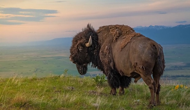 Bison