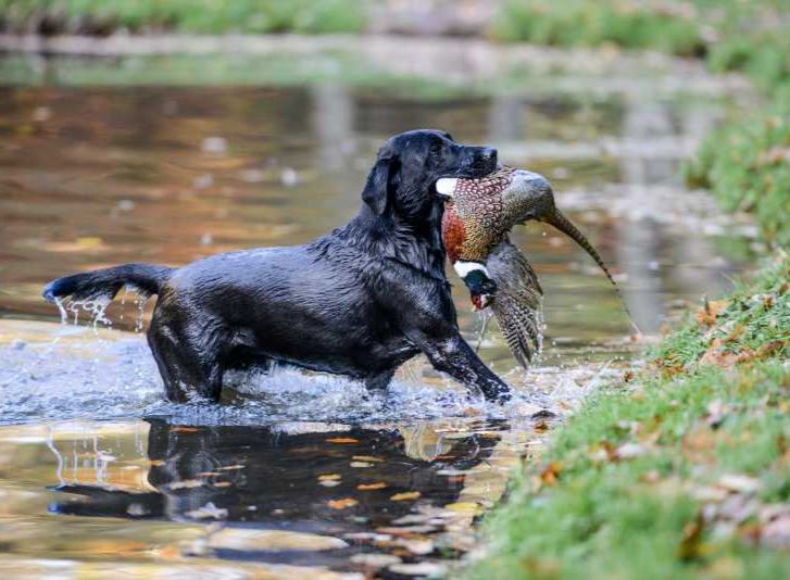 Davenport house game shoot