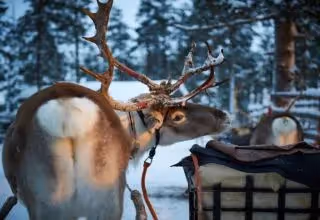 Reindeer farm visit & short ride