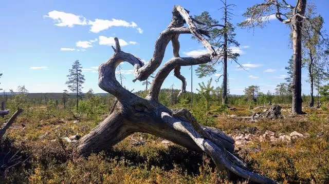 Lappish Nature