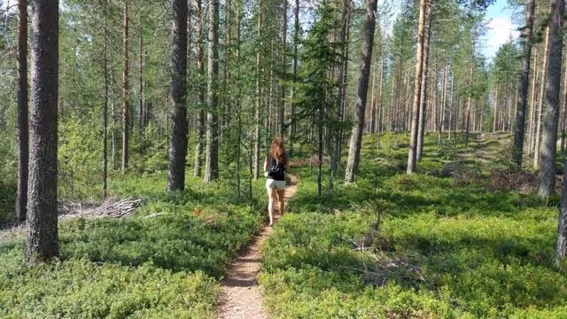 Sunny Lappish forest