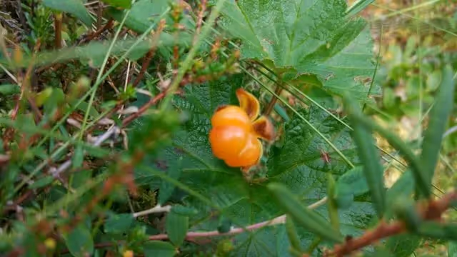 Wild berries along the nature trail