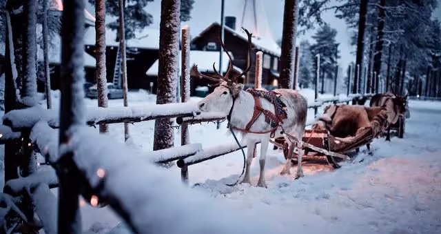 Santa's Village and Arctic animals adventure