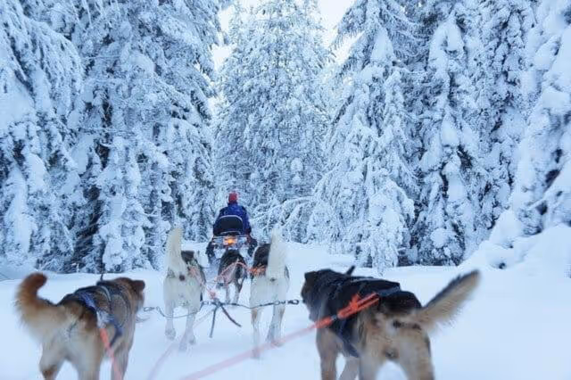 Santa's Village and Arctic animals adventure