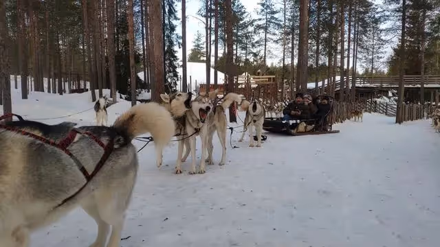 Santa's Village and Arctic animals adventure