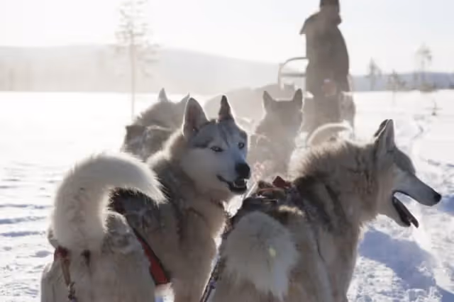 Santa's Village and Arctic animals adventure