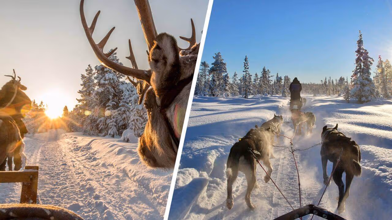 Arctic Animals Combo Safari, Husky & Reindeers in Rovaniemi