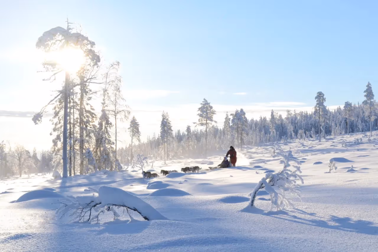 Rovaniemi Wilderness Self-Drive Husky Safari (15-22km), Call of the Wild
