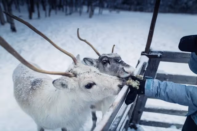 Reindeer feeding