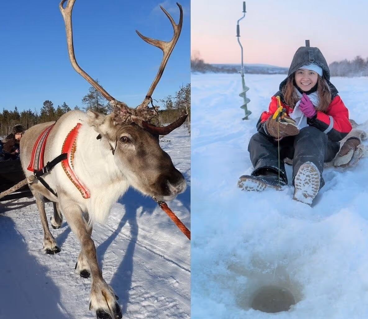 Reindeer Safari & Ice Fishing Combo in Rovaniemi 