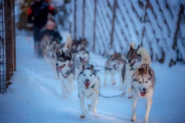 Embrace the Arctic wilderness with our Husky and Reindeer Safari - a true Nordic adventure