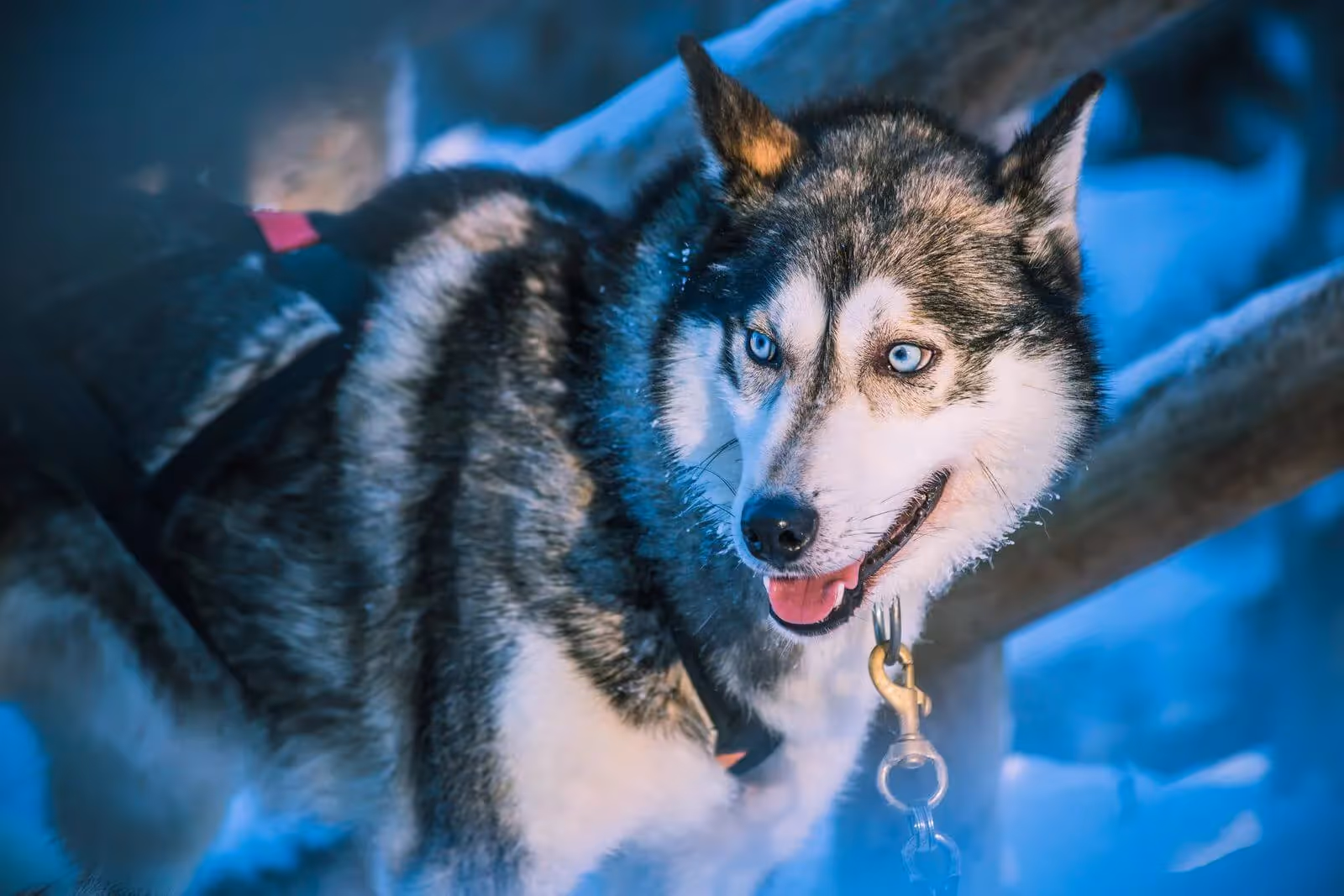 Ride through snow-covered forests on our magical Husky and Reindeer Safari