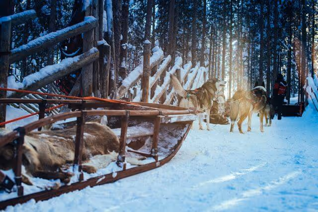 Connect with nature on our small group Husky and Reindeer Safari in Rovaniemi