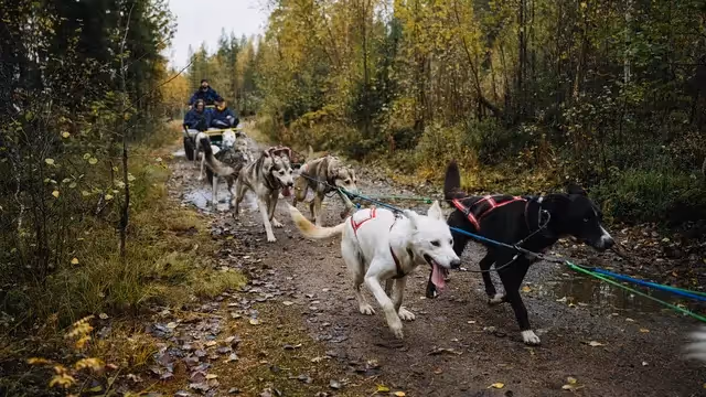 Running with the Pack Autumn Husky Tour in Rovaniemi
