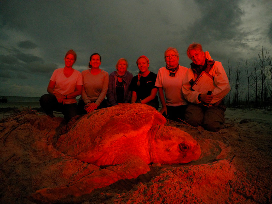 Researchers working with a nesting sea turtle on Wassaw Island