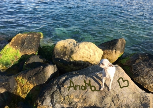 phoebe na pláži v txBiex