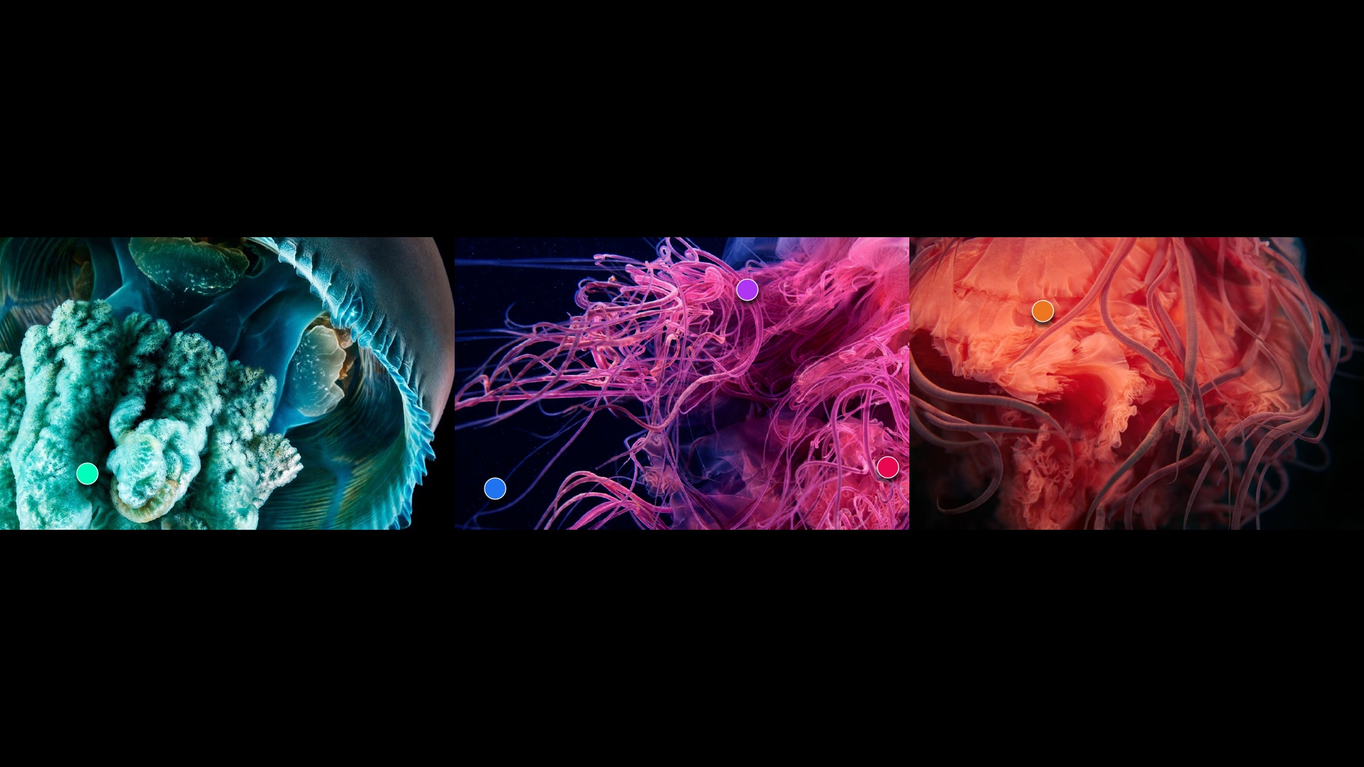 Medusa visual language — plate 8