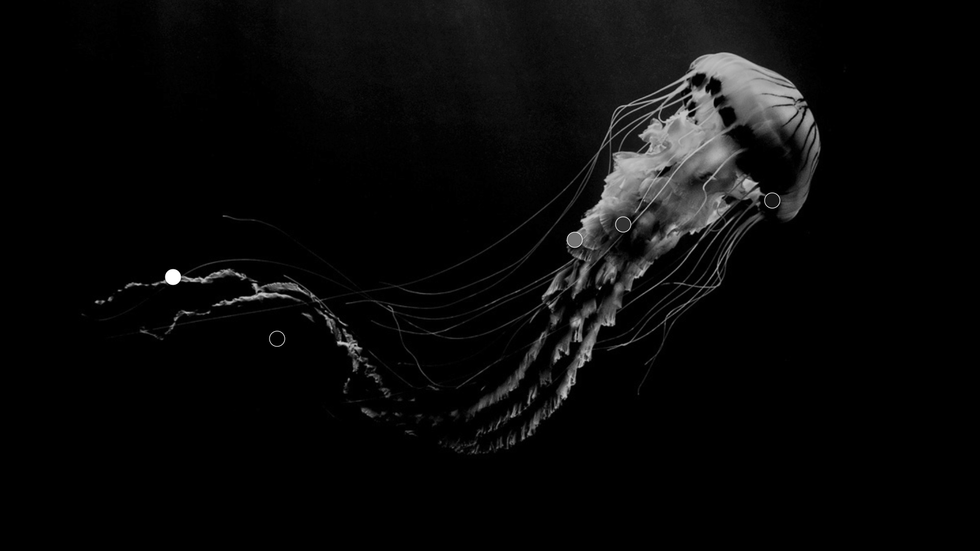 Medusa visual language — plate 12