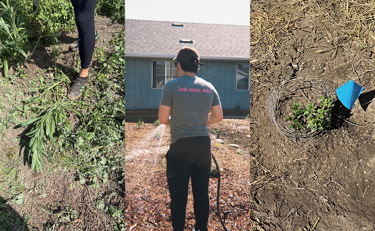 POV: you bring on a volunteer who means well, and he (me) proceeds to trample the native plants you've been protecting, waterlog others, and doom a few of the new native plants you're mandated to plant and grow — though he may think he's planting correctly.