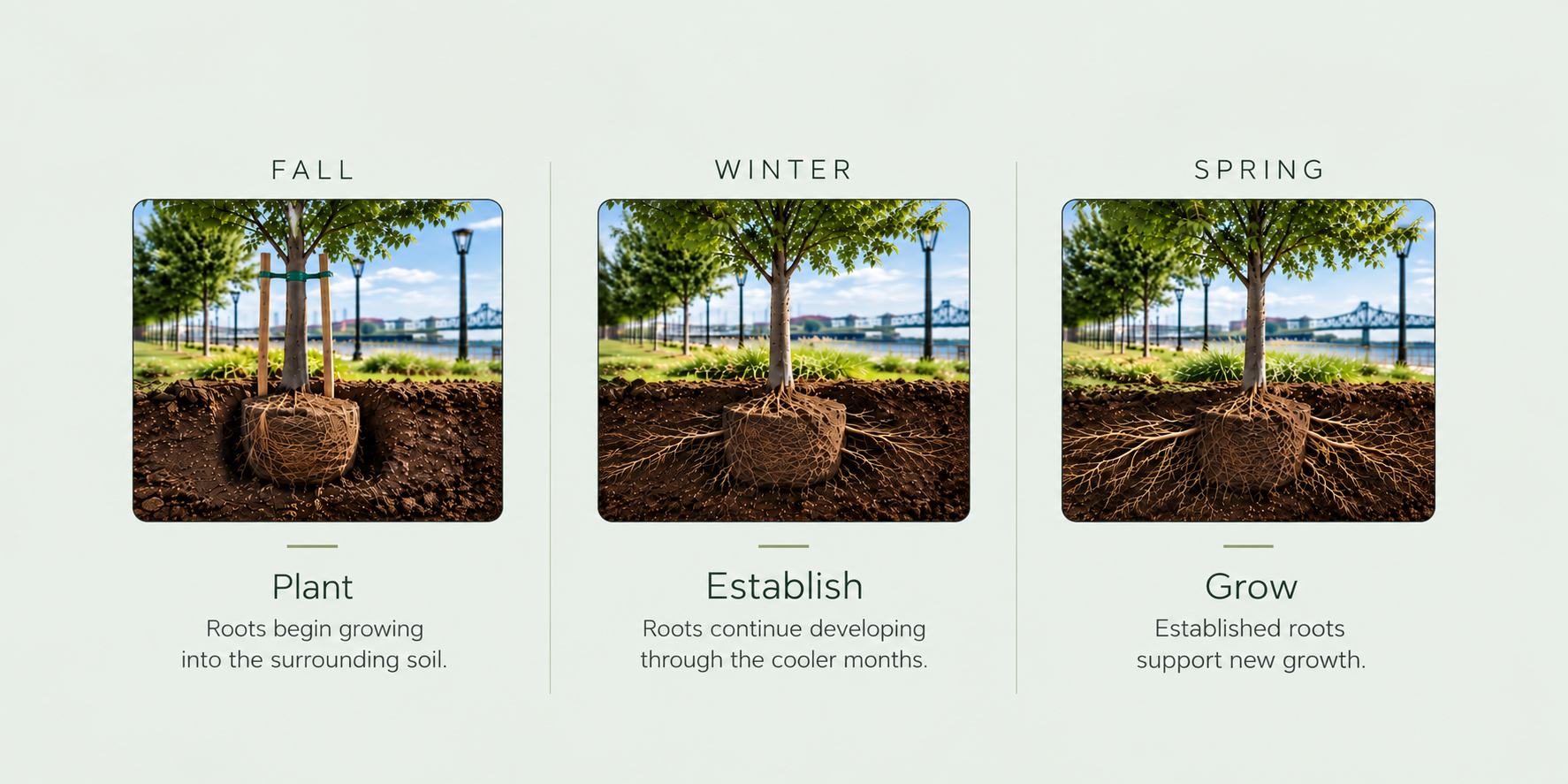 Seasonal Tree Root Growth Infographic(1).png