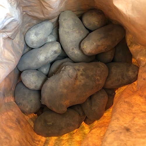 Potatoes - Markies - grown at Brownrigg Farm, East Lothian