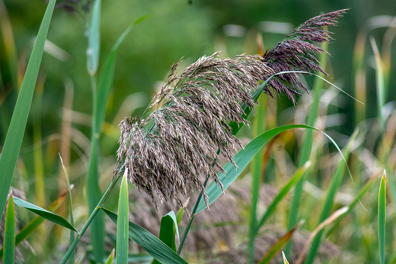 Phragmites