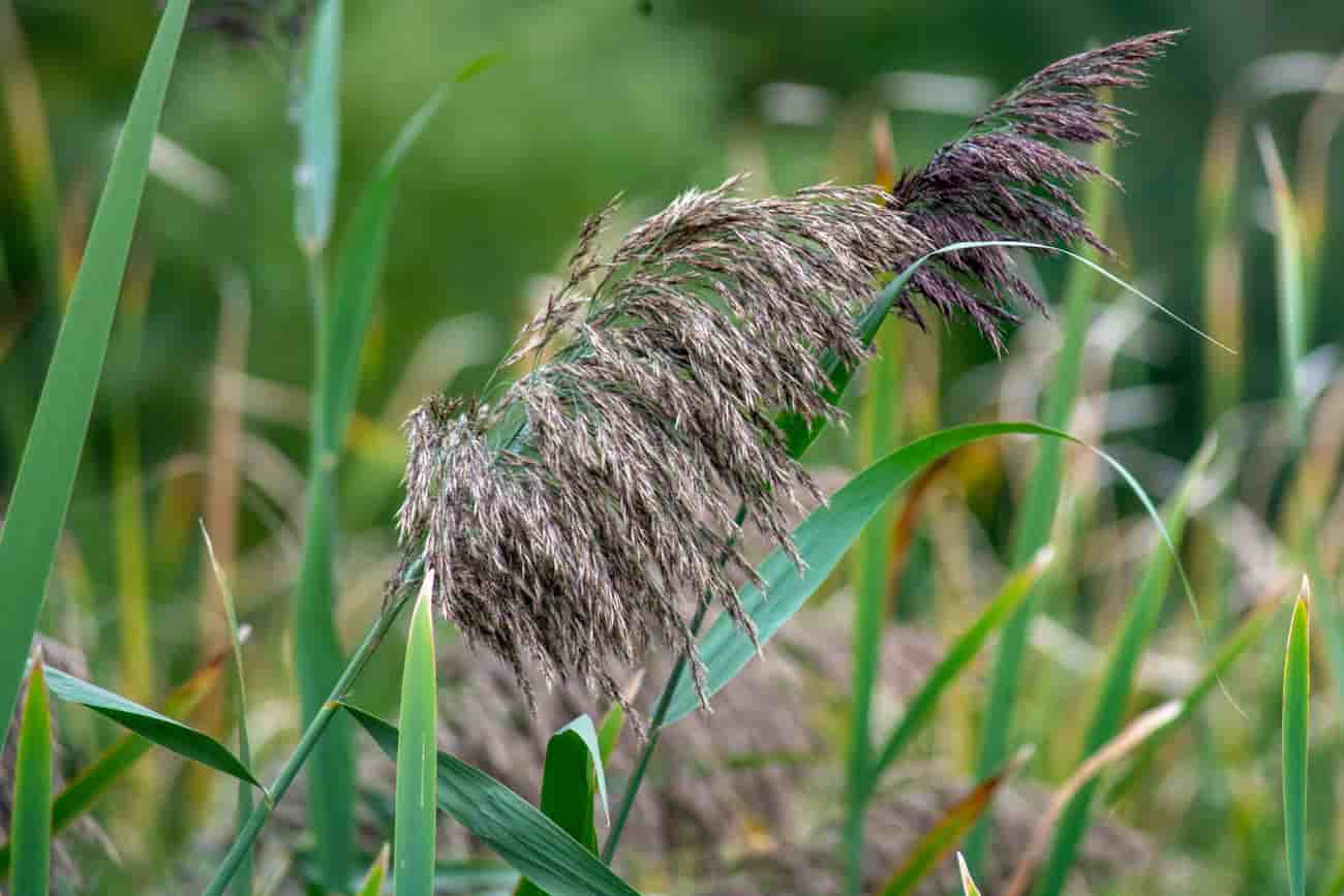 Phragmites