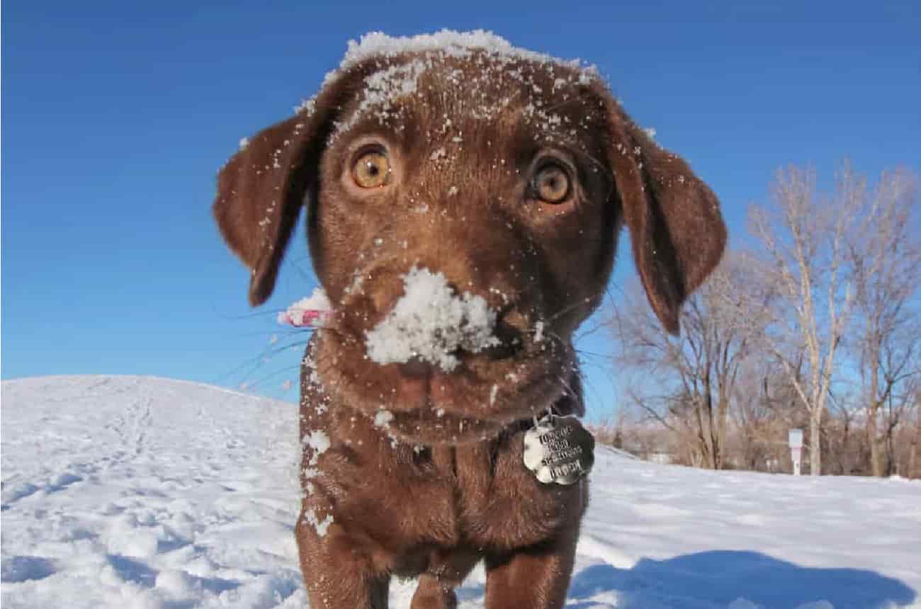 Small dog in the snow wearing a Town of Mono dog tag
