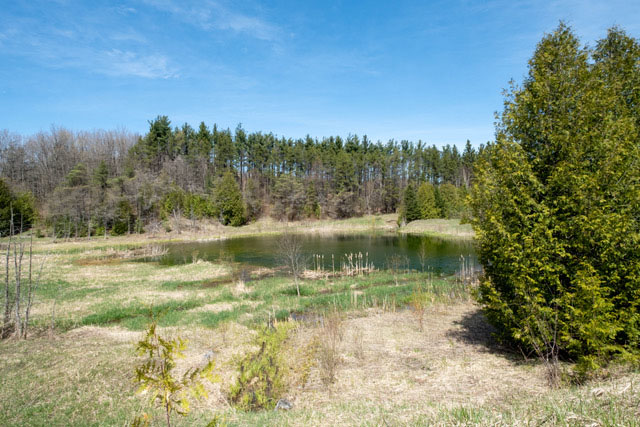 Brook Trout stream in the Bruce Trail Conservancy's Whitetail Refuge Nature Reserve