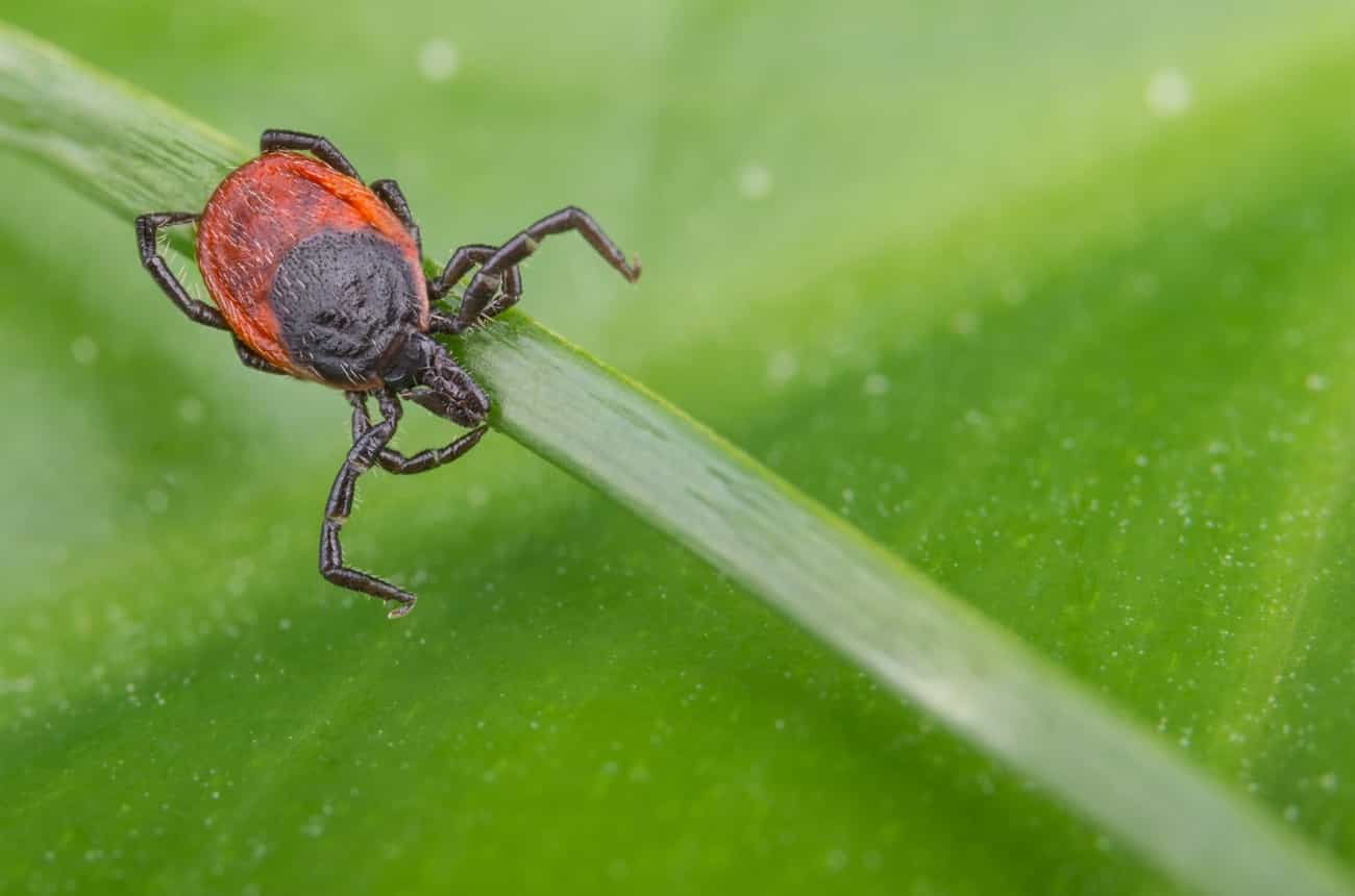 Tick on a blade of grass