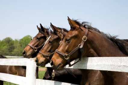 Horses