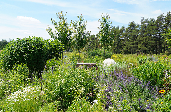 Mono Pollinator Garden