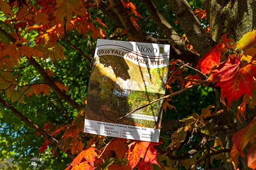 Town of Mono 2026 Fall Newsletter in a tree surrounded by leaves that are changing colour