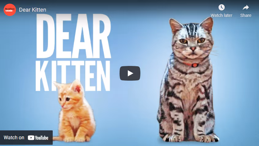 A picture containing text, cat, screen, mammalDescription automatically generated