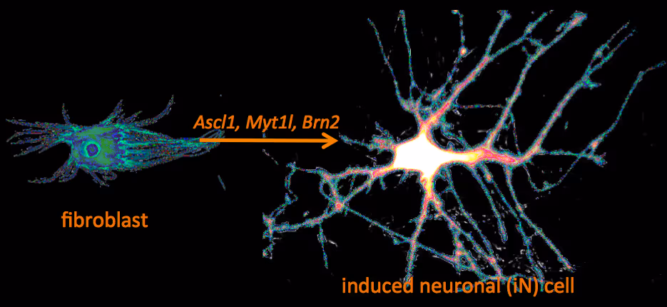 induced neuronal cell from fibroblast