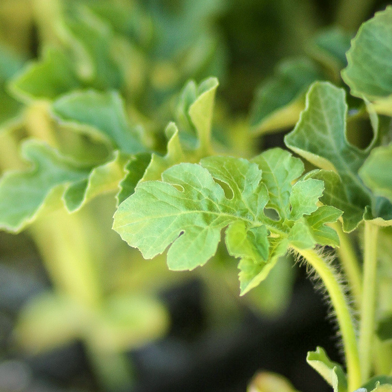 Watermelon Sprout for Planting