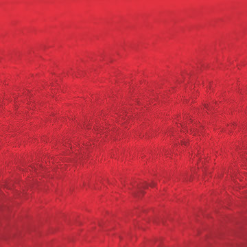 Field Image