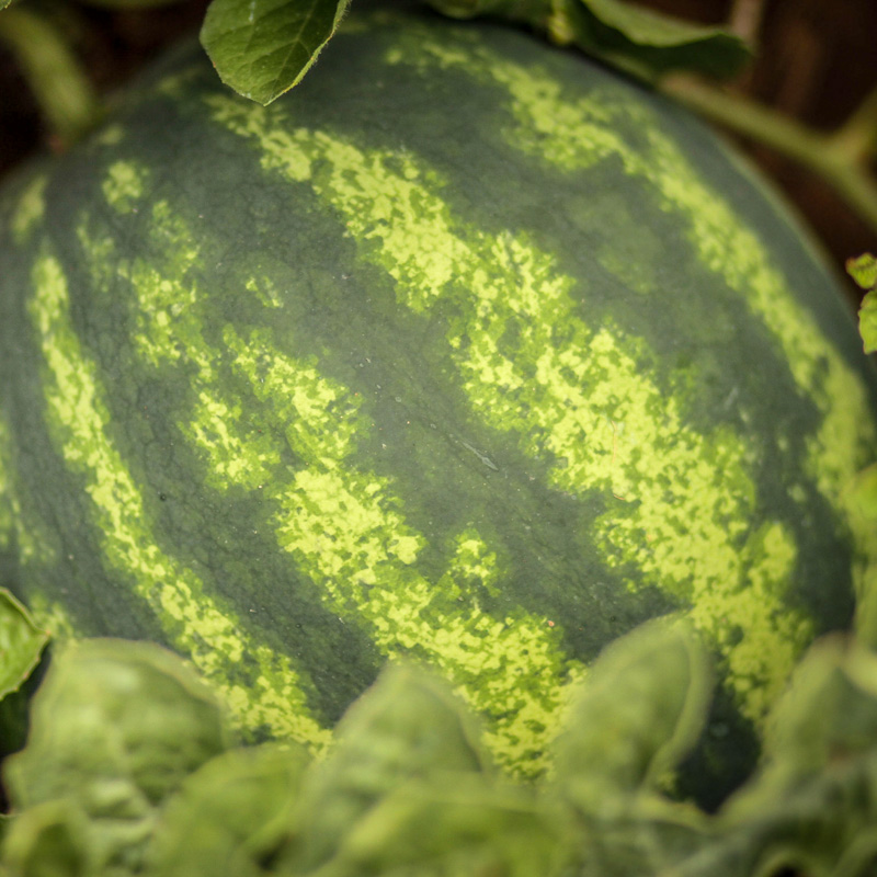 Watermelon on Vine