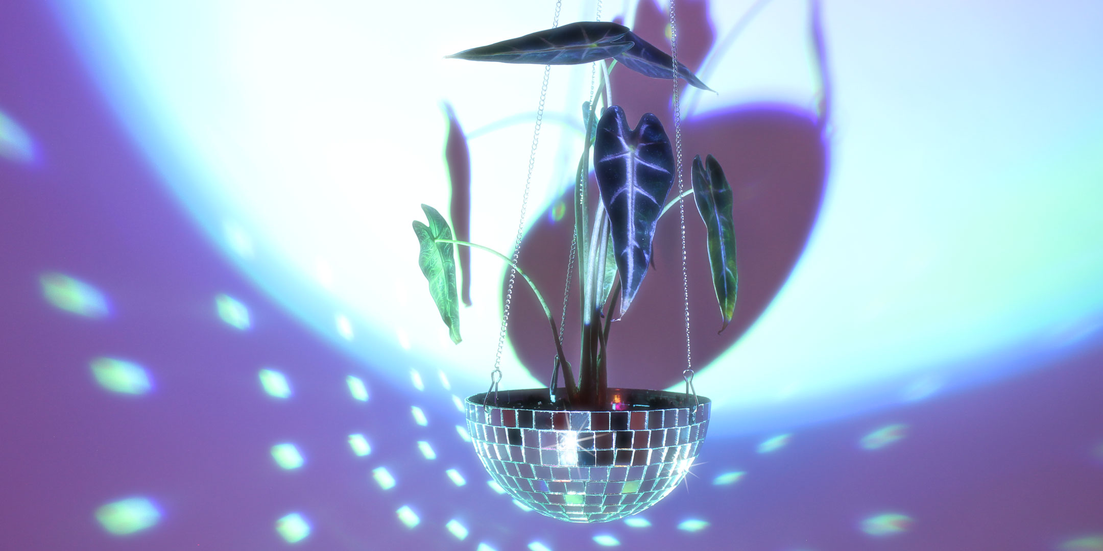 A hanging planter decorated like a disco ball handing on metal chain with a tall plant inside. The disco ball is reflecting dots of blue and white light at an angle.