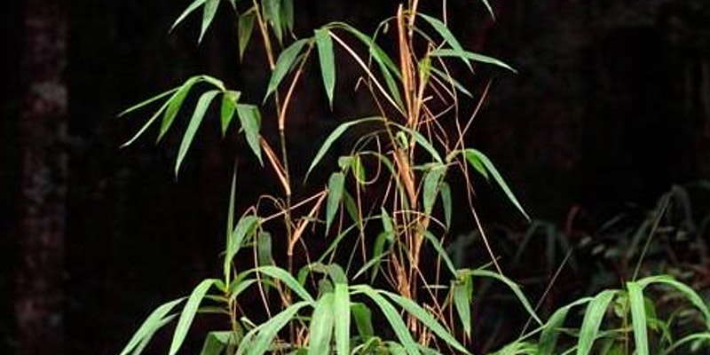 Top, leafy area of mountain rivercane, with a dark black background.