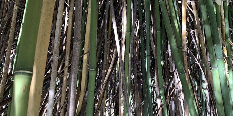photo of a mountain rivercane forest