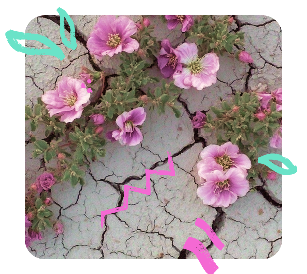 התמונה מציגה פרחים סגולים וורודים הצומחים מתוך אדמה סדוקה ויבשה. מעליהם נוספו איורים צבעוניים בסגנון ידני – עלים בטורקיז וקווים שובביים בוורוד – שמוסיפים תחושה אמנותית ושובבה לנוף הטבעי.