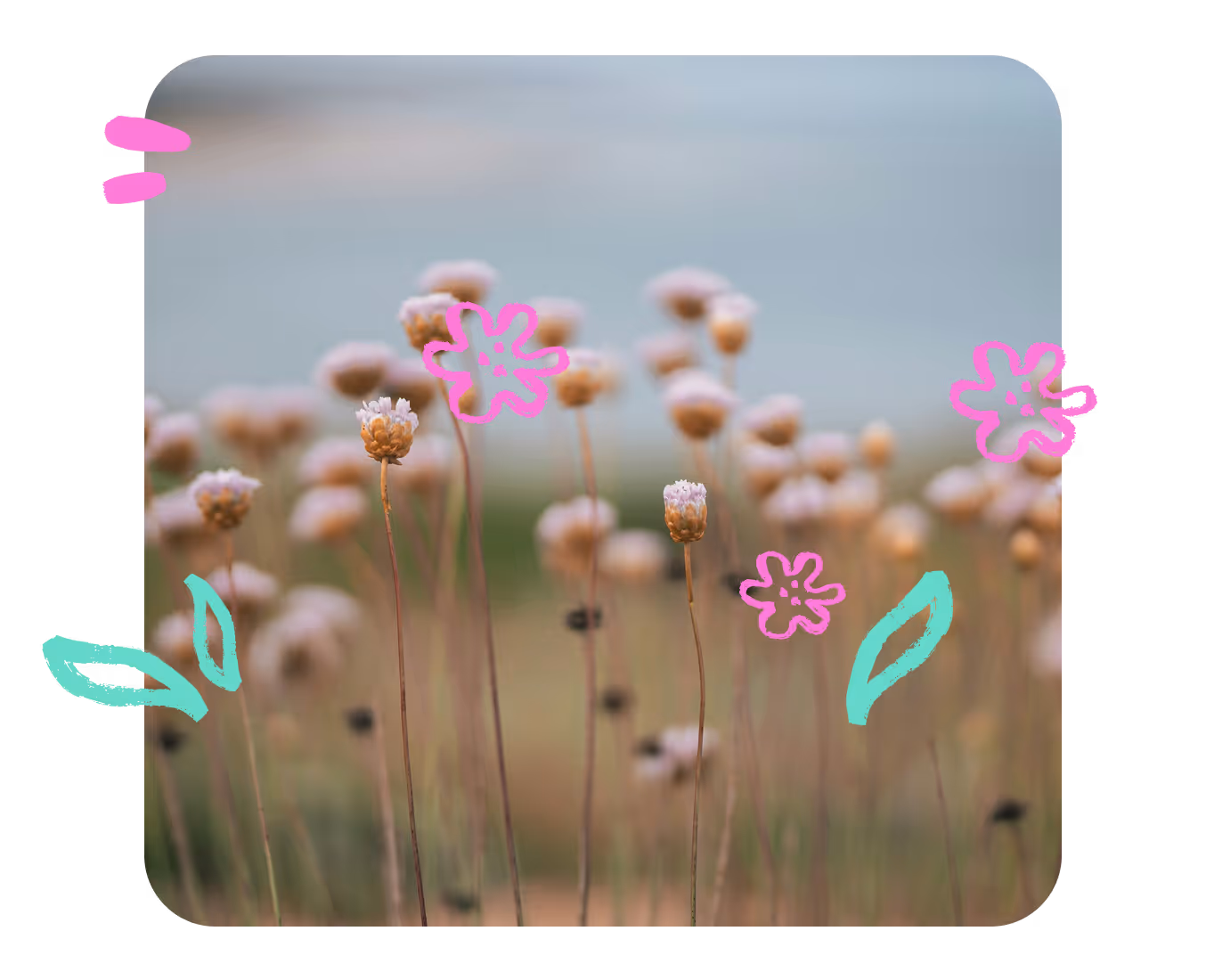 התמונה מציגה שדה מטושטש של פרחי בר עדינים בגוון ורוד חיוור עם גבעולים ארוכים ודקים, על רקע רך. מעל הצילום מפוזרים איורים שובביים ביד חופשית בצבעים בהירים (פרחים ורודים, עלים טורקיז ואלמנטים נוספים), המעניקים לתמונה תחושה שובבה, עליזה ואמנותית.