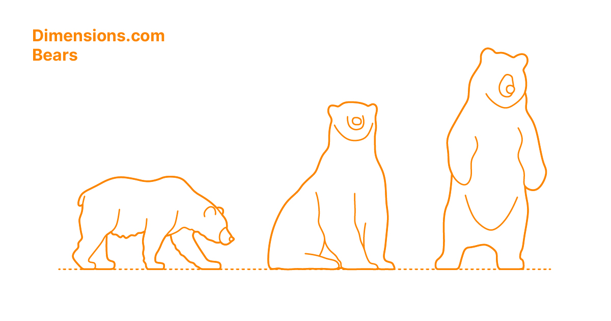 Bears | Ursidae Dimensions & Drawings | Dimensions.com