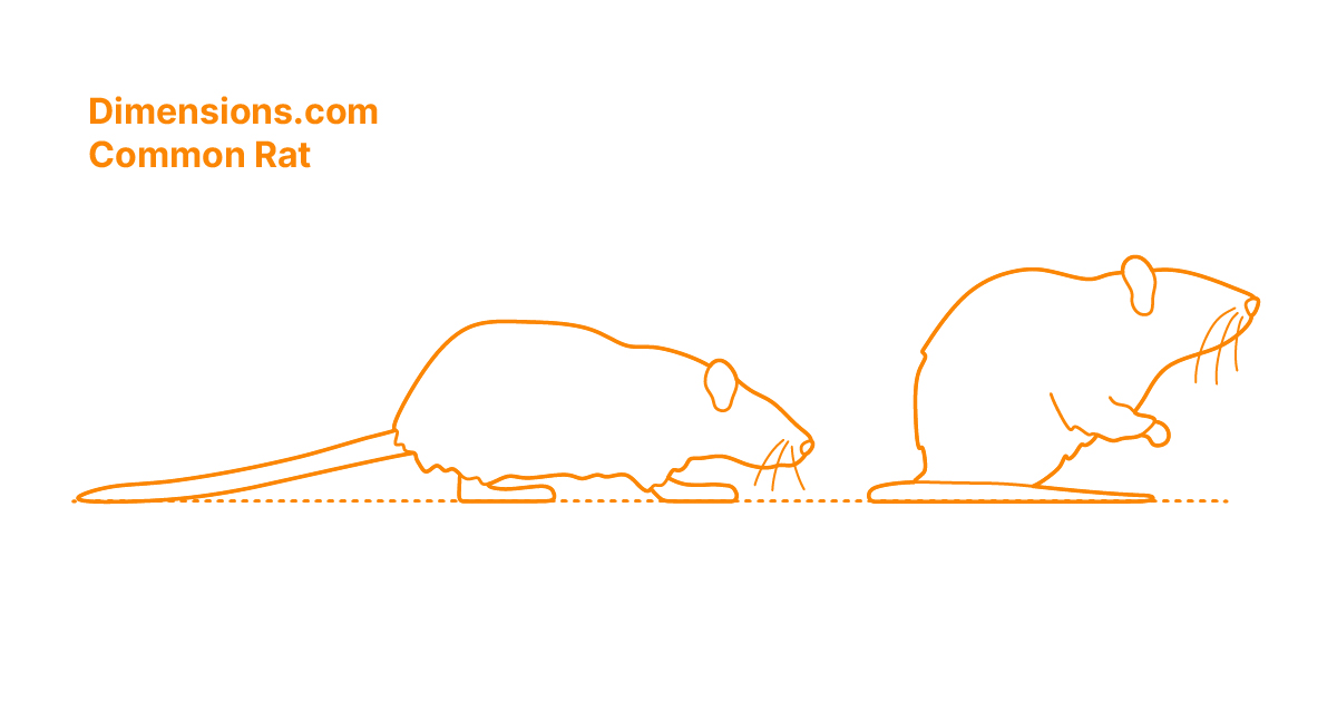 pack rat size