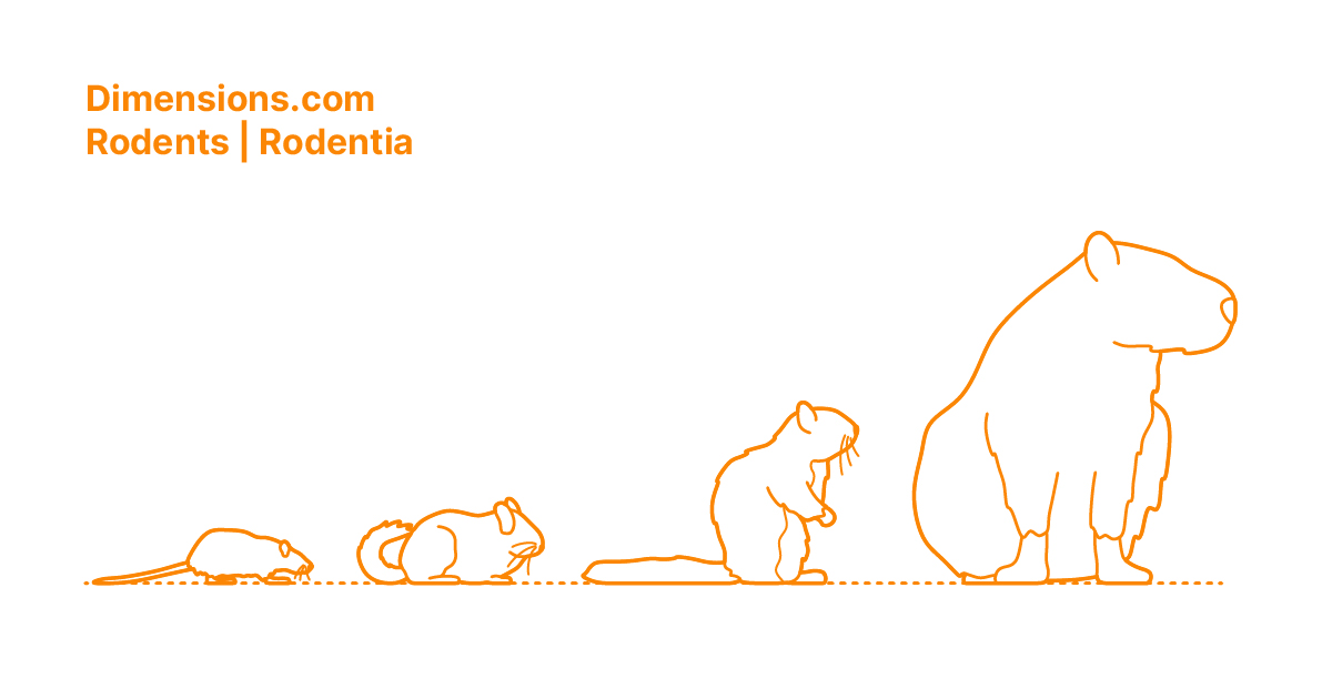 Rodents | Rodentia Dimensions & Drawings | Dimensions.com