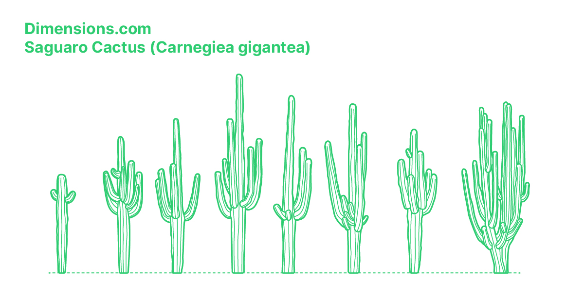 blueberry cactus Myrtillocactus geometrizans