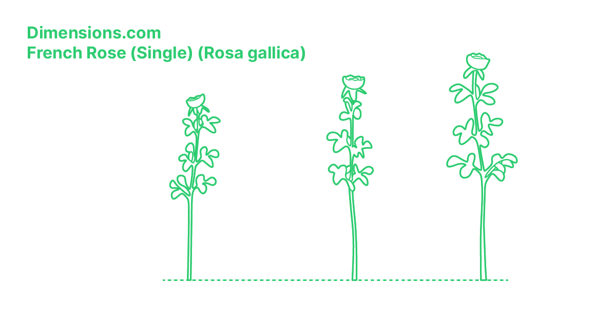 Dimens Roses French Rose (Single) (Rosa gallica) Dimensions & Drawings | Dimensions.com