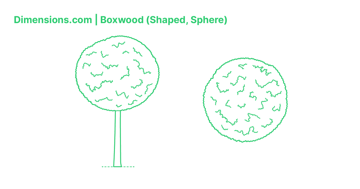 Tree Form Boxwood Sphere Boxwood (Shaped, Sphere) (Buxus) Dimensions & Drawings | Dimensions.com
