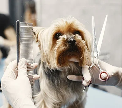 Pet Grooming